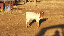 Holy Wonder heifer