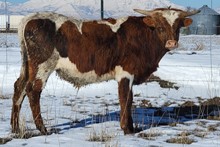Angelita bull