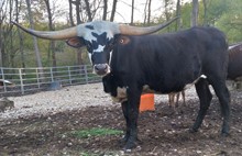 Hicks Cover Girl