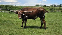 21-11 TUFF MIRACLE STEER