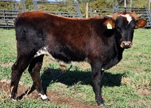 DAKOTA MAGIC JACK