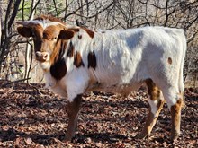 MM Trust Her Profit Accelerate bull calf