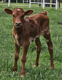 24 Dream On heifer