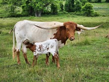 MM Lady Profit On Safari Hangin On 2U bull