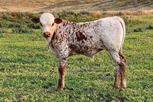 Kingsford x Dusty Stingray steer