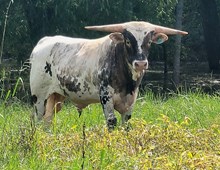 Bull calf 2023 HelloDarlinxShadowBet