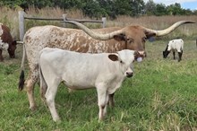 HI x BD 2025 Bull Calf