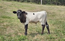 BM x Penny 2025 Bull Calf
