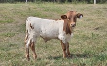 HI x AS 2025 Bull Calf
