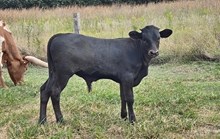 BM x TF Bull Calf