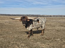 MN Concealed & Speckled