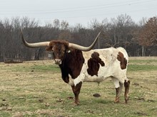 MN Bubba's Tuff Loaded Junior
