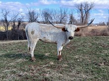Rebel HR X Texa Jiza Fuzion Embryo