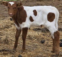Drag Iron and Diamond bull