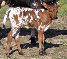 25 Beatuy Heifer
