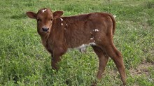 20/20 Funky Cold Medina Bull Calf
