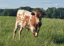 Steer calf 2024 Justify x Kat Nap BCB