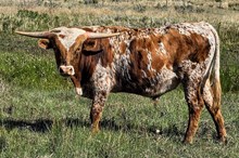 Kingsford x Dusty Daddy bull