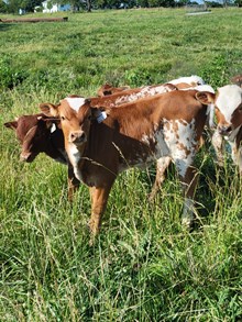 25LF Kid's Lilly