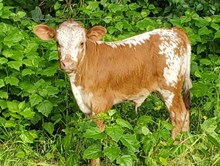 LL MAXINE 25 STEER