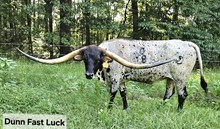 DUNN FAST LUCK