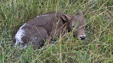 JT Black Pepper Heifer