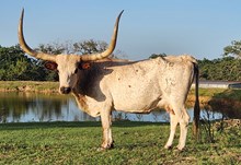 TONKAWA DERRINGERS CANDY