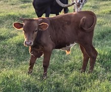 Snipes Bull Calf