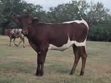 KDK WILD WANDA x PCC MIDAS TOUCH 25