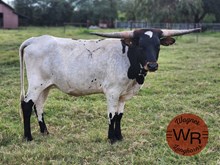 Bandita 239