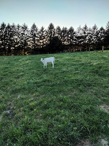 White Skye