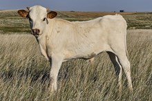 Ballerina steer