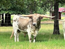MN 50 Shades of Grulla