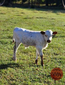 Bull