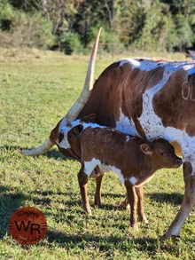 Bull