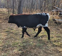 CP Boomerang's Temptress x KCCI Hangin On 2U Bull