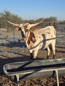 Little Britches 124