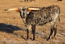 HCR Wyoming Whisper
