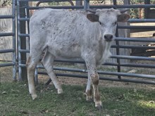 Candy Crush Heifer