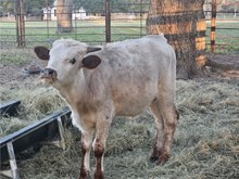 Forever Texa Bull Calf