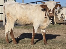 SHAMROCK MY WORLD X HL HEADS UP - TAG 2219