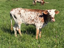 2025 Sneeze heifer
