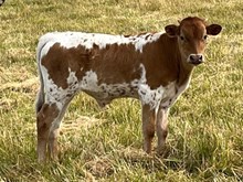 2025 Top Chart bull