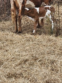 WR Cuz bull