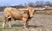 PCC Zorro