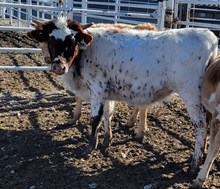 25LF Baby Moana