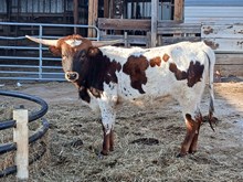 Sunhaven  Amber