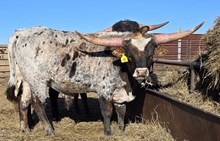 HCR Cimarron