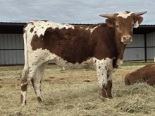 TCC DANI X KDK WILDFIRE 891 - TAG 2372
