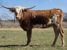 WL Jungle Heiress